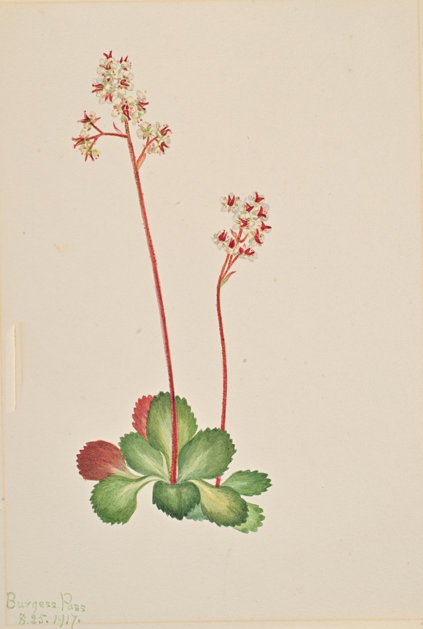 Stedsegrønne Saxifrage Leptarrhena pyrolifolia, 1917. af Mary Vaux Walcott
