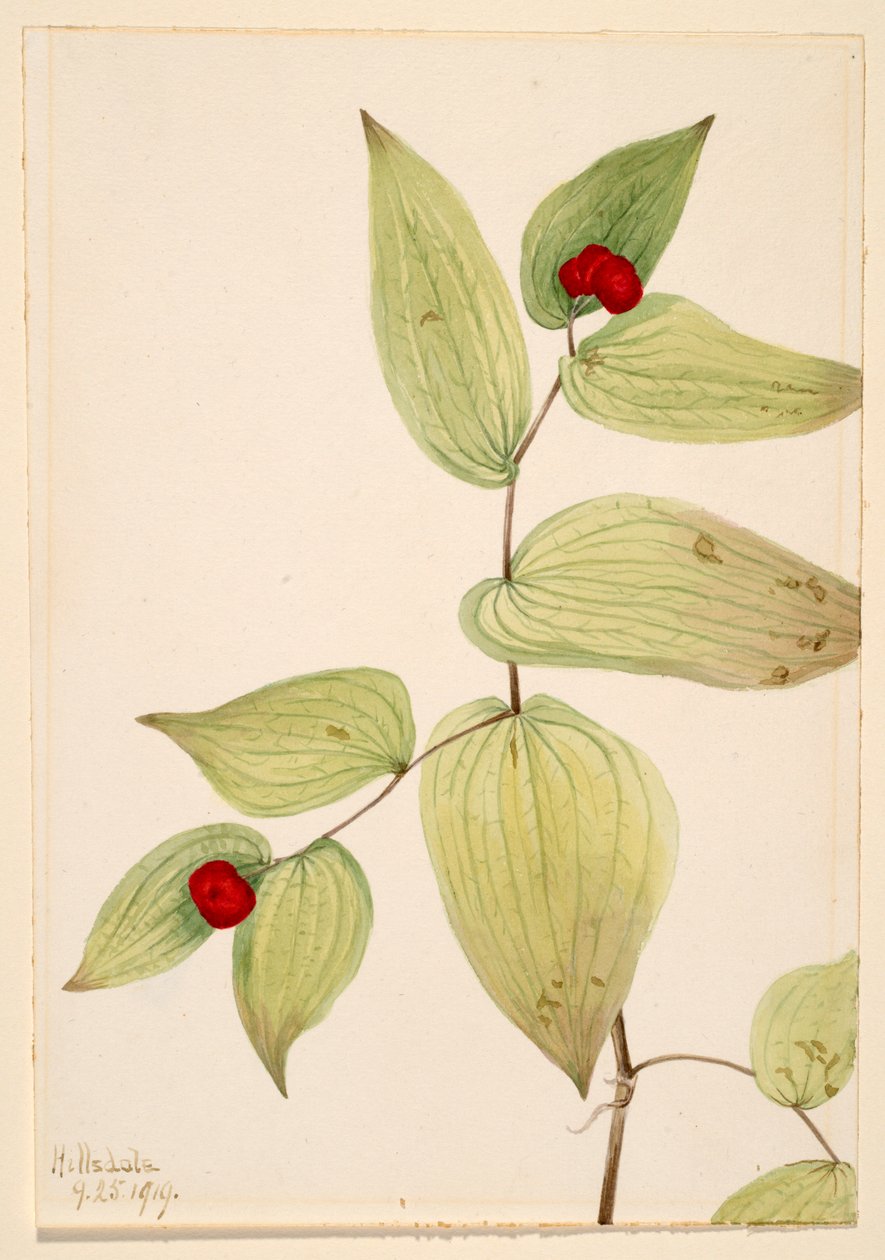Klokkeblomst (Disporum trachycarpum) af Mary Vaux Walcott