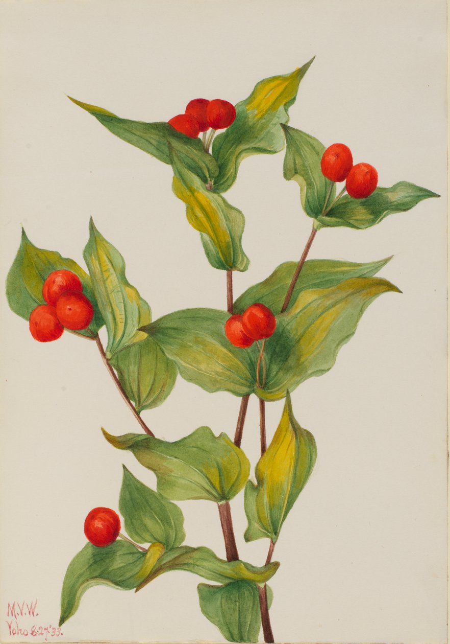 Fe-klokker Disporum hookeri, 1933. af Mary Vaux Walcott
