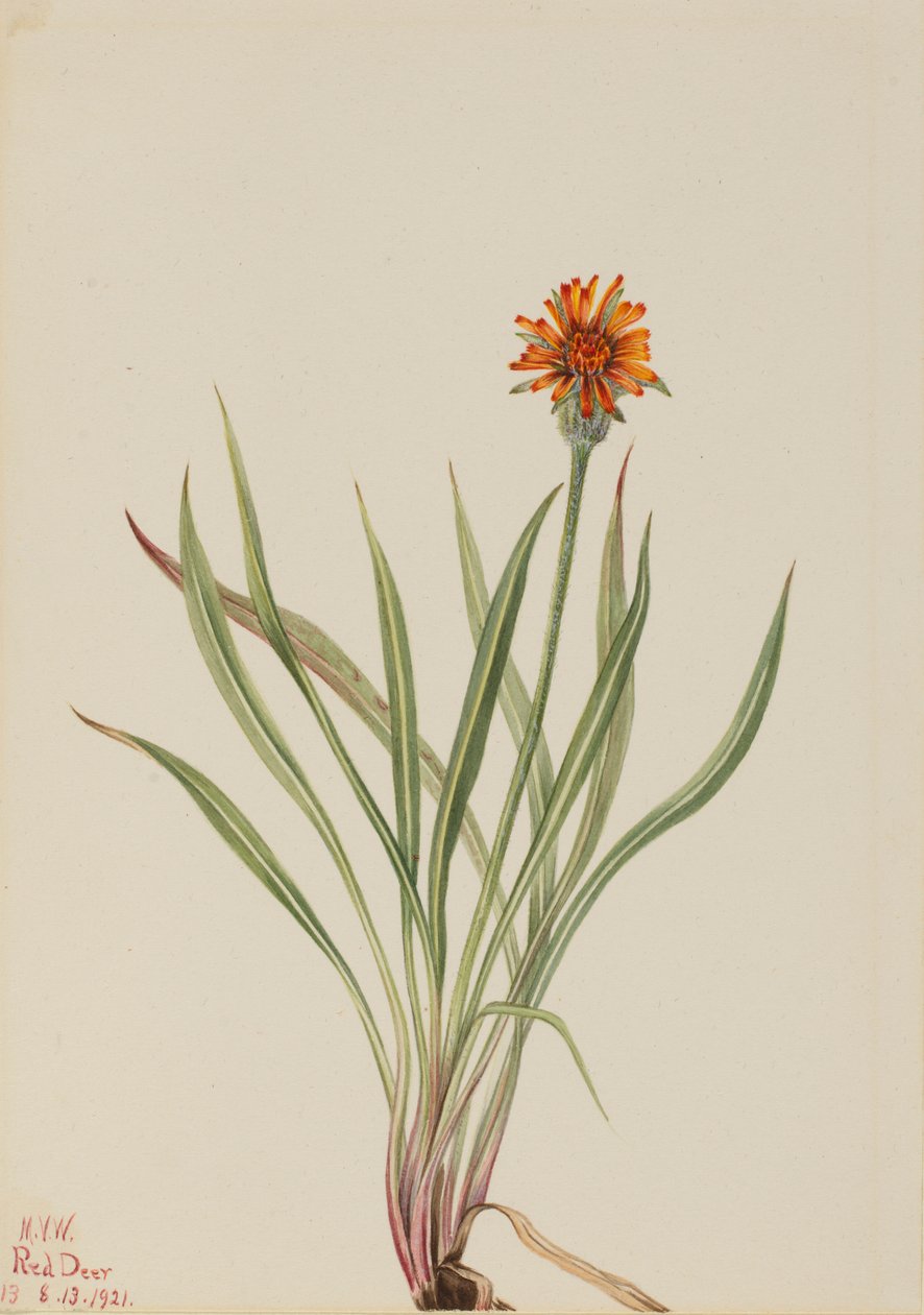 False Dandelion (Agoseris aurantiaca) af Mary Vaux Walcott