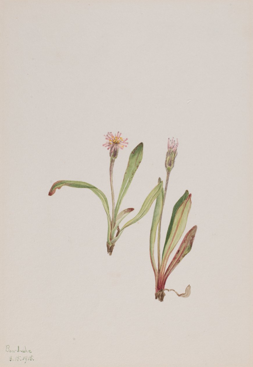 Falsk mælkebøtte Agoseris carnea, 1918. af Mary Vaux Walcott