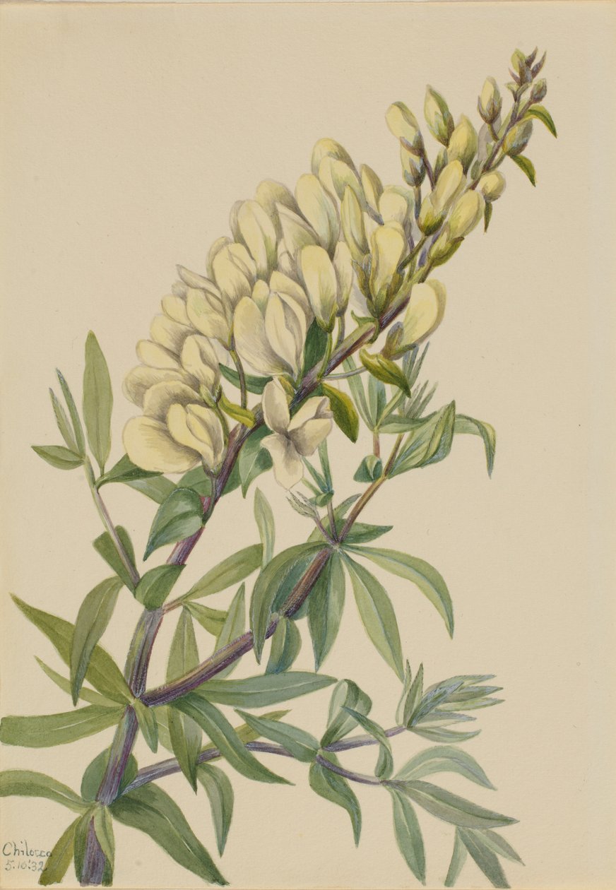Falsk indigo (Baptista bructeata) af Mary Vaux Walcott
