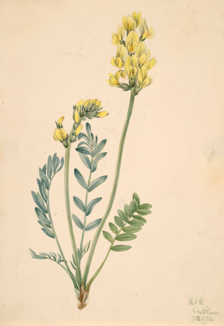 False locoweed oxytropia gracilis, 1920. af Mary Vaux Walcott