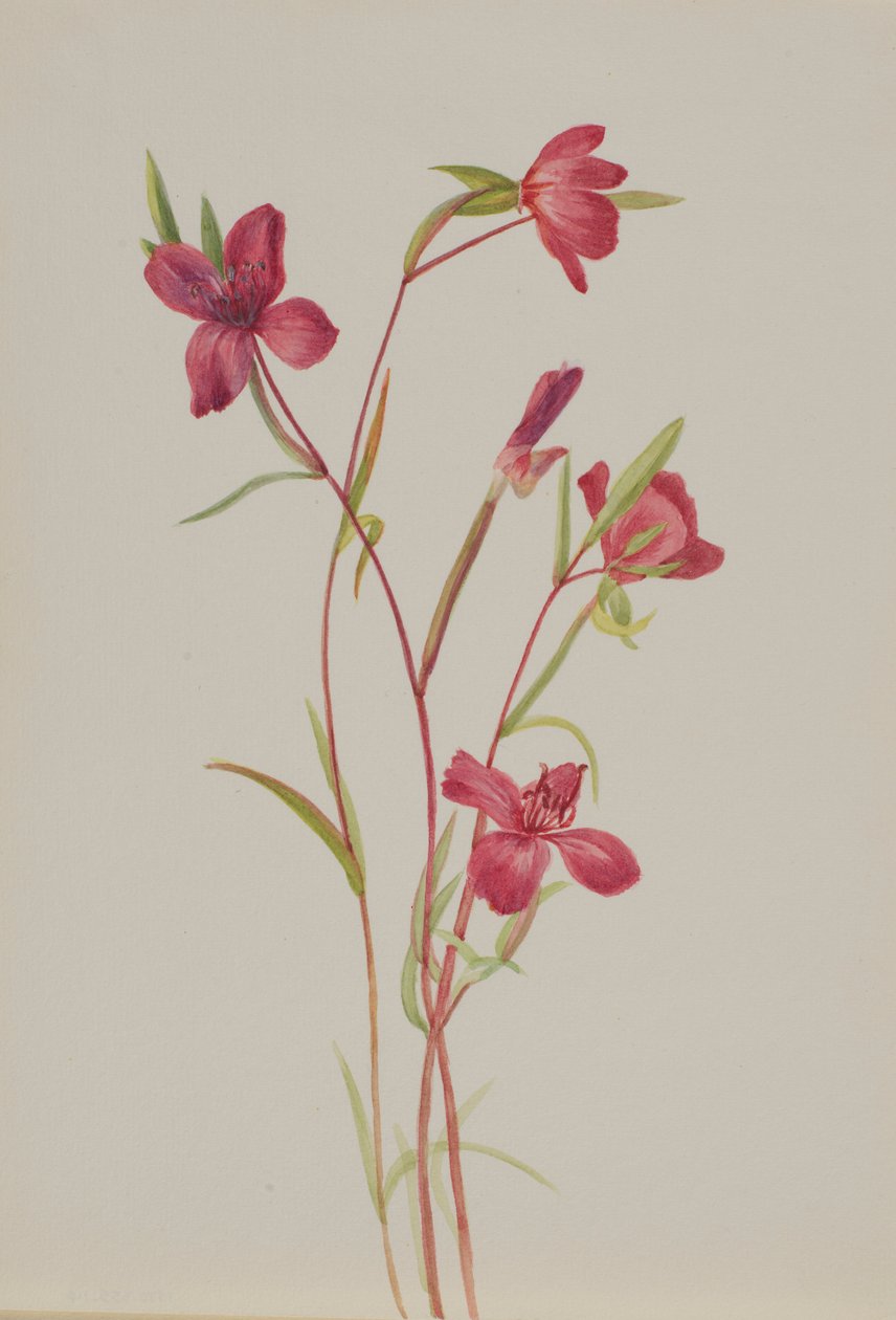 Farvel til foråret (Godetia amoena lilja) af Mary Vaux Walcott
