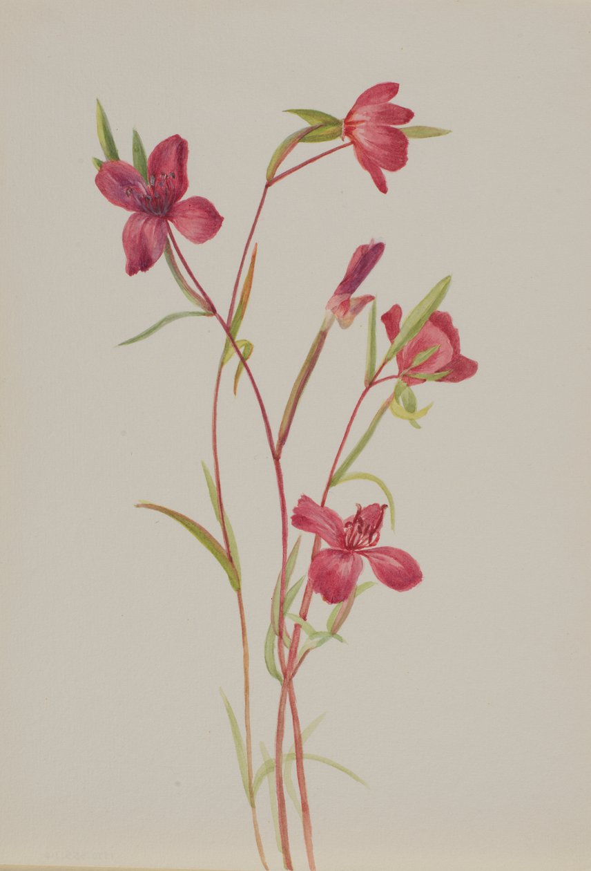 Farvel til Spring Godetia amoena lilje, ca. 1930
