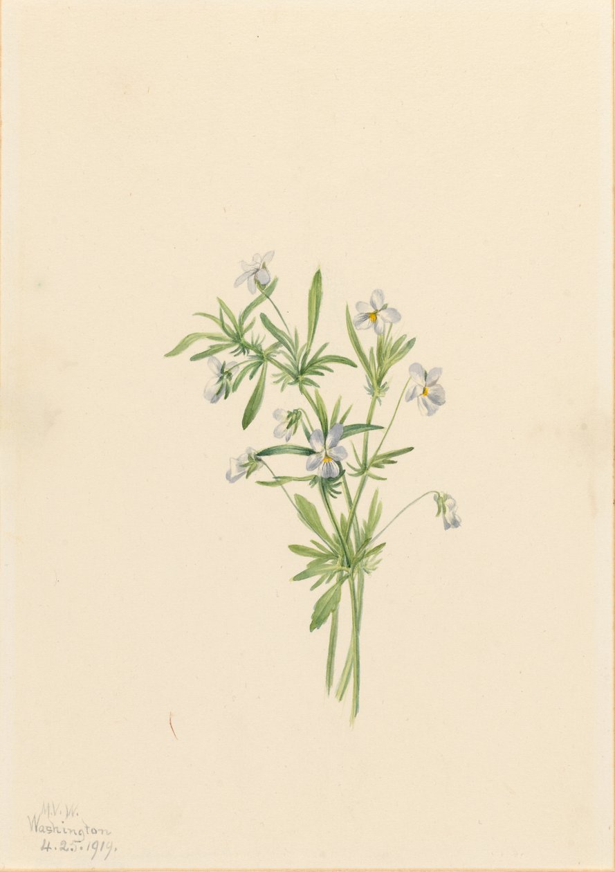 Markviol (Viola rafinesquii) af Mary Vaux Walcott