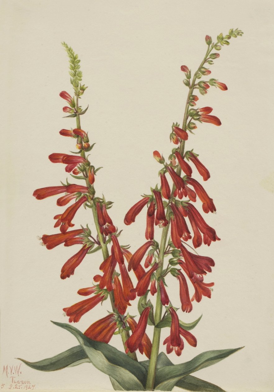 Ild-Pentstemon (Pentstemon eatonii) af Mary Vaux Walcott