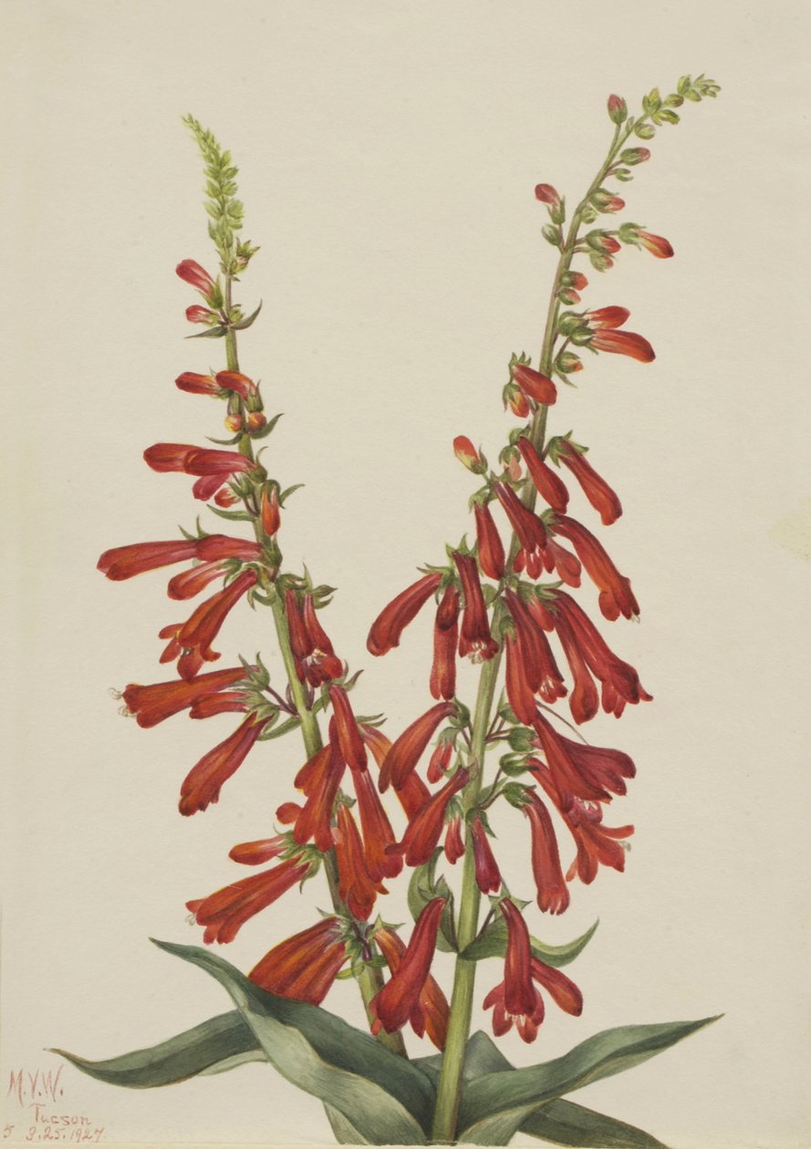 Fire Penstemon Penstemon eatonii, 1927. af Mary Vaux Walcott