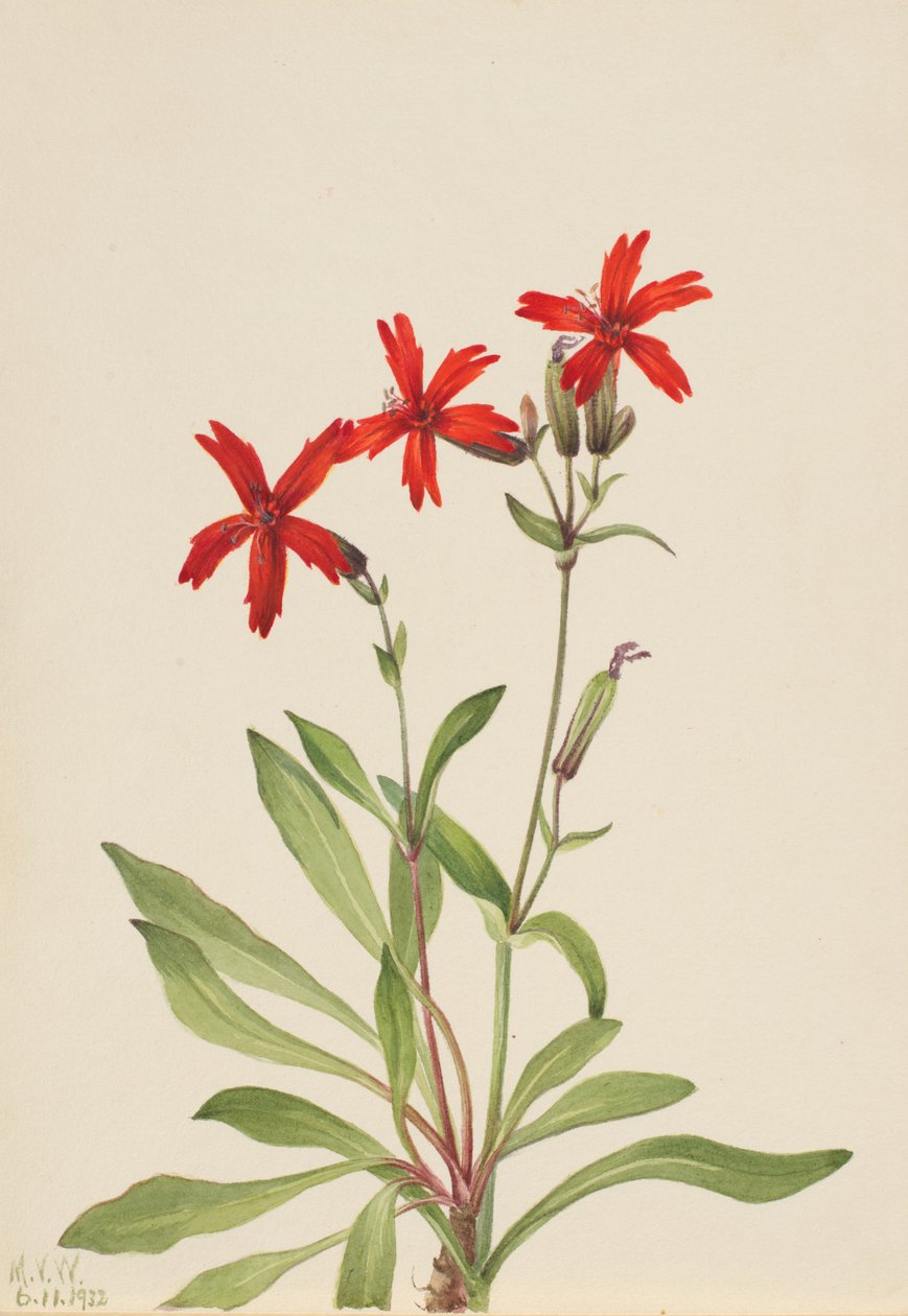 Brandrosa (Silene virginica) af Mary Vaux Walcott