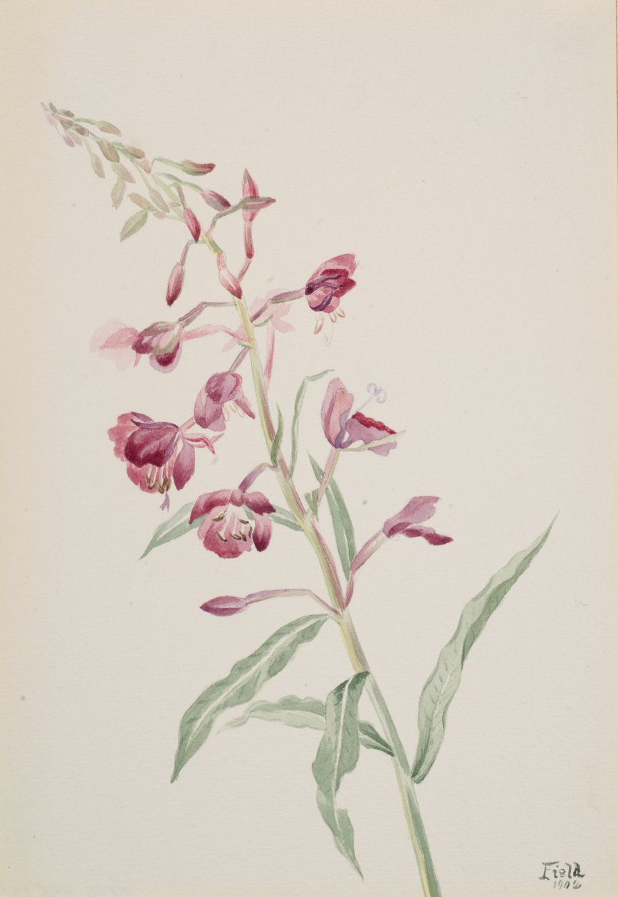 Fireweed Epilobium angustifolium, 1902. af Mary Vaux Walcott