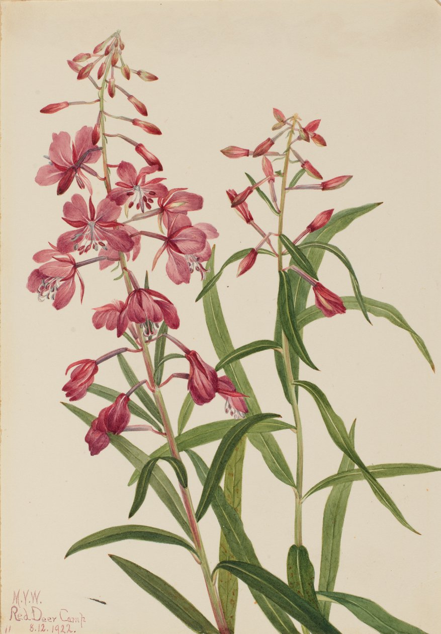 Fireweed Epilobium angustifolium, 1922. af Mary Vaux Walcott