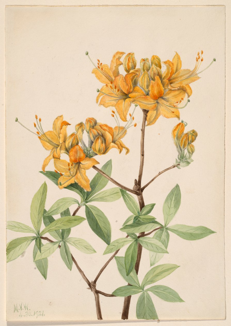 Flammeazalea (Azalea lutea) af Mary Vaux Walcott