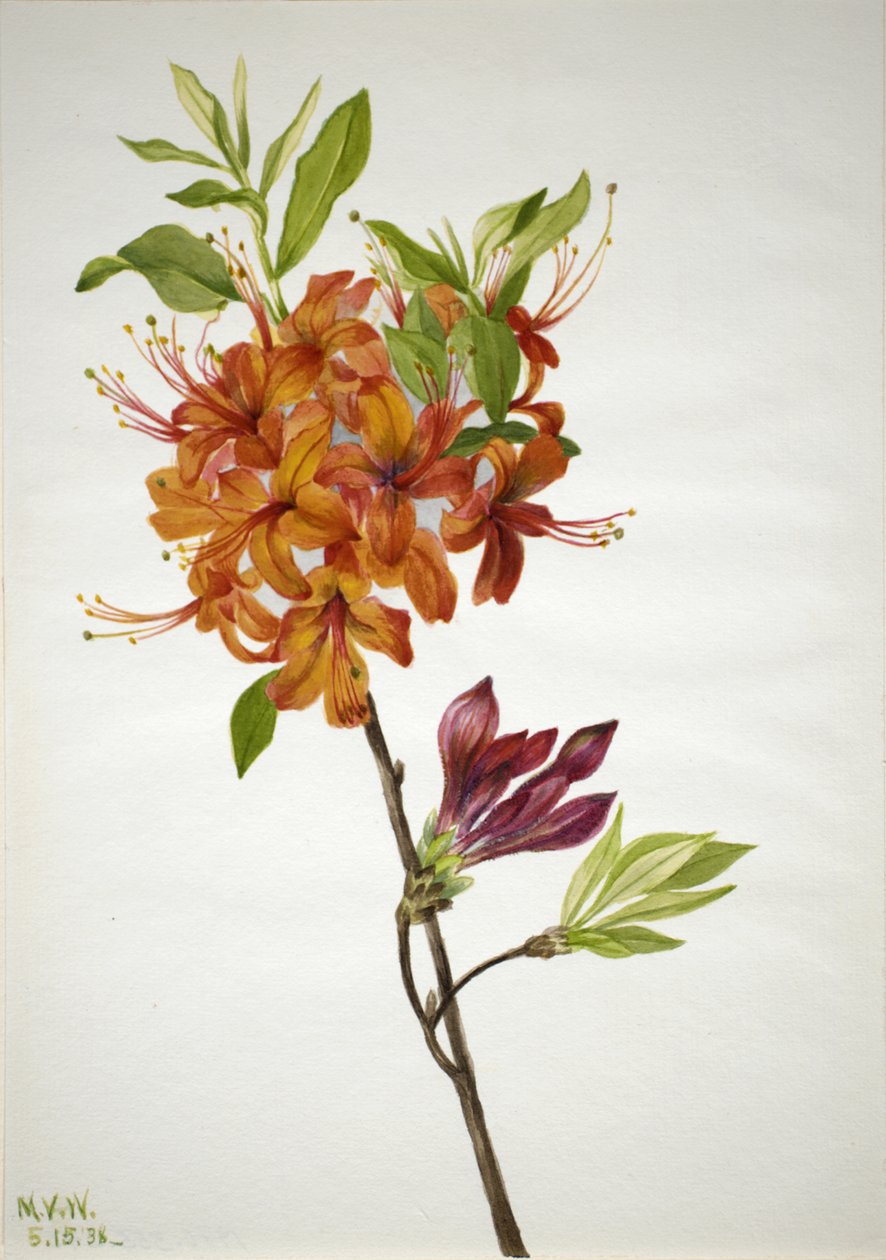 Flame Azalea Rhododendron speciosum, 1938. af Mary Vaux Walcott