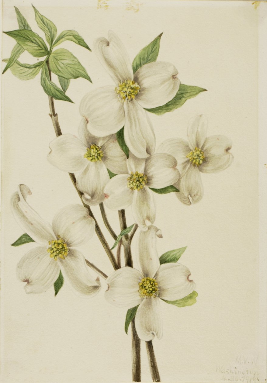 Blomstrende kornel (Cornus florida) af Mary Vaux Walcott