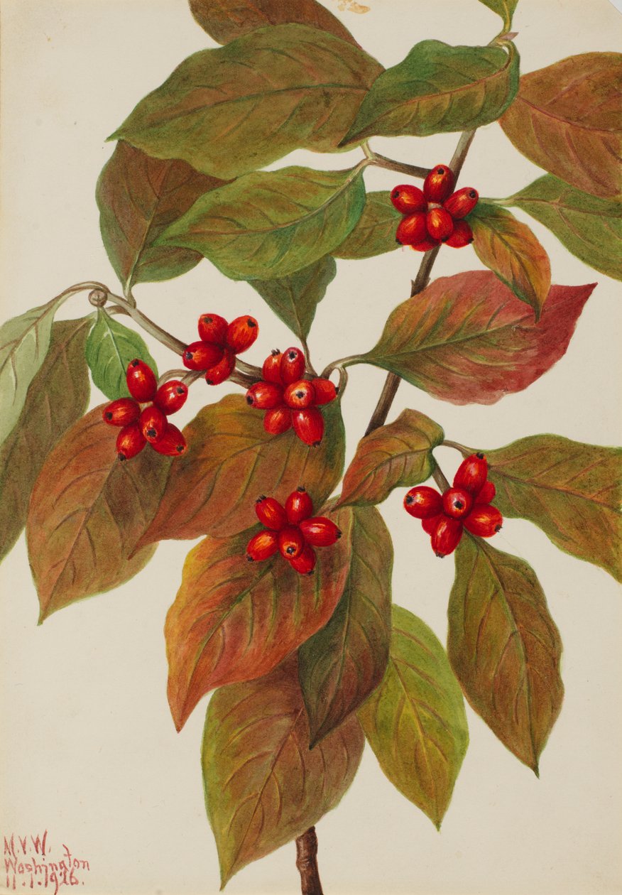 Blomstrende kornel Cornus florida, 1926. af Mary Vaux Walcott
