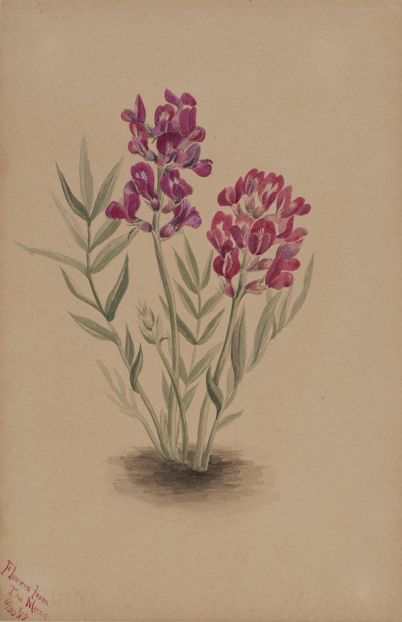 Blomster fra Mesa af Mary Vaux Walcott