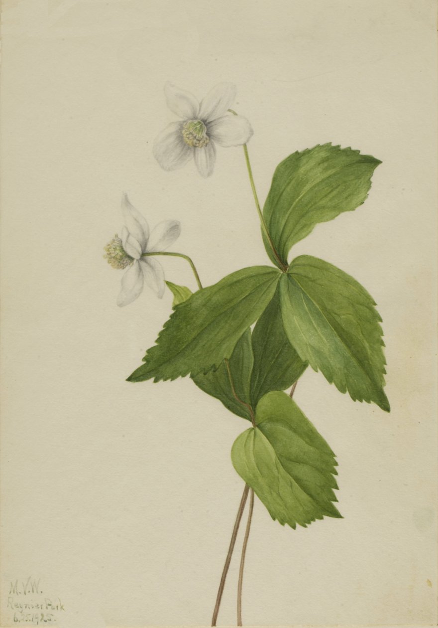 Skovanemone Anemone deltoidea, 1925. af Mary Vaux Walcott