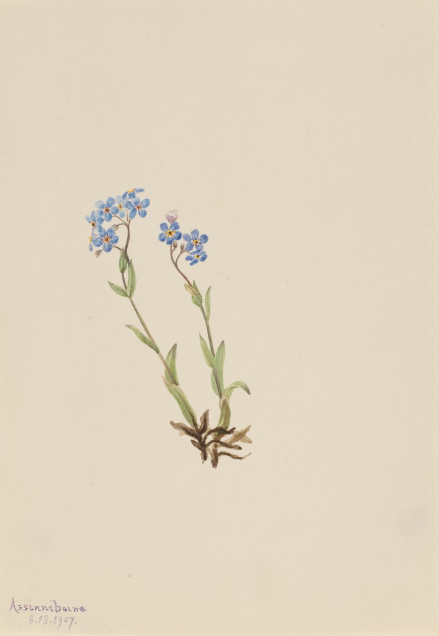 Forglem-mig-ej Myosotis alpestris, 1907. af Mary Vaux Walcott