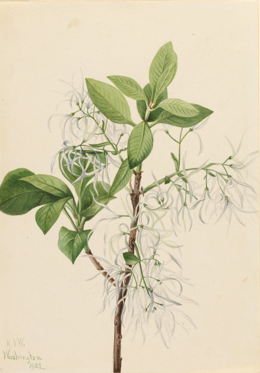 Fringe Tree Chionanthus virginica, 1922. af Mary Vaux Walcott