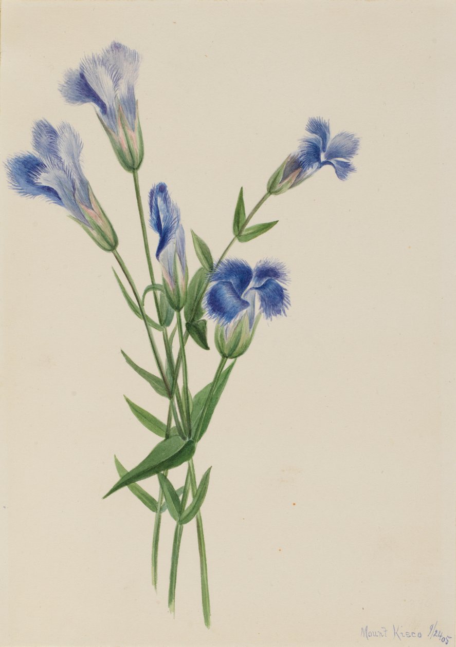 Frynset ensian Gentiana crinita, 1905. af Mary Vaux Walcott
