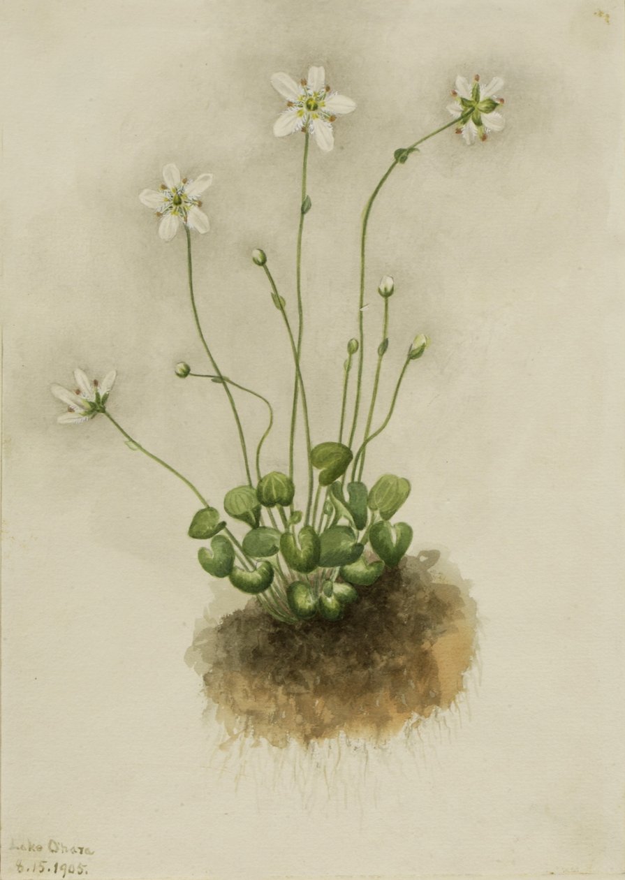 Parnassia med frynser (Parnassia fimbriata) af Mary Vaux Walcott