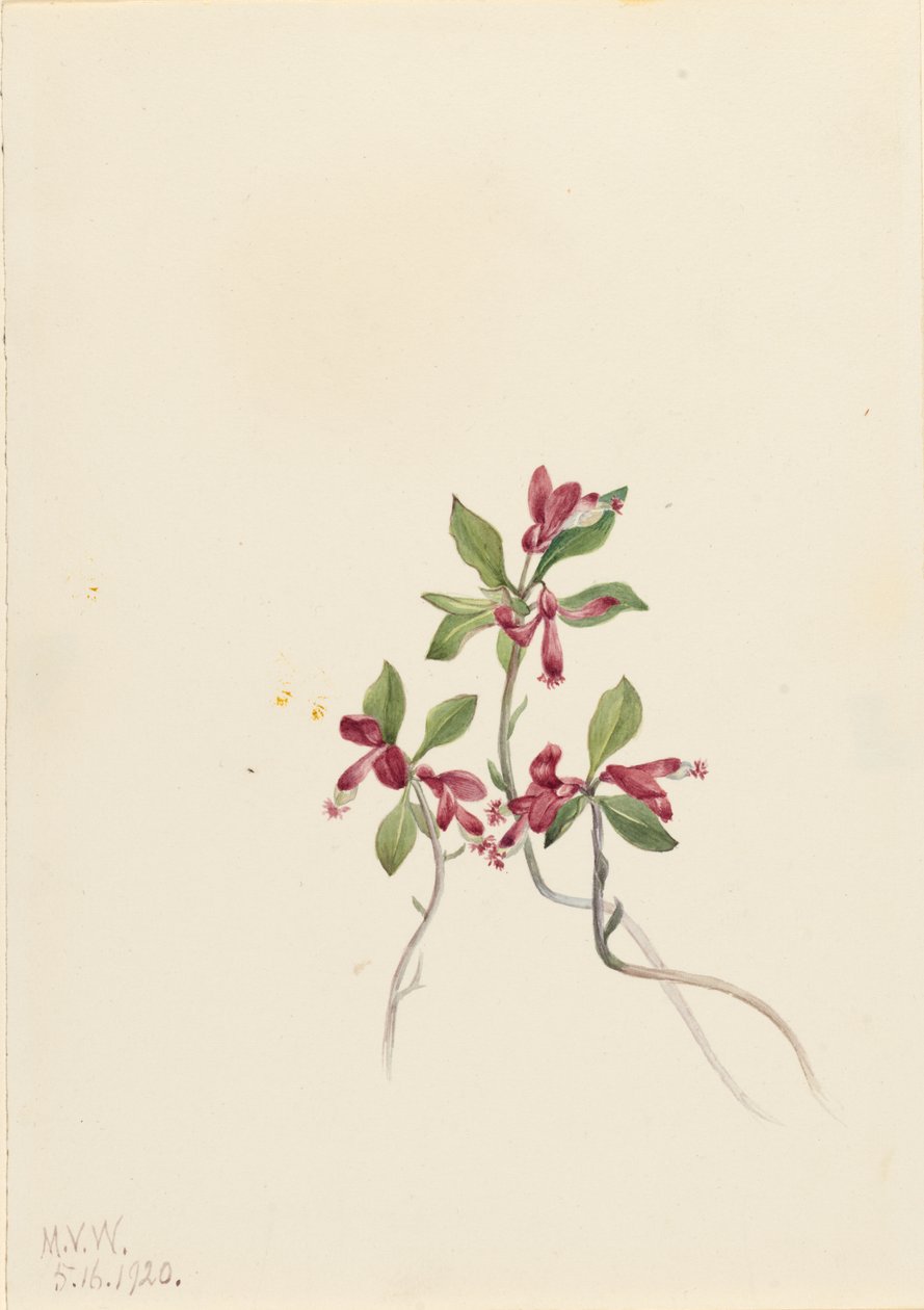 Polygala med frynser (Polygala paucifolia) af Mary Vaux Walcott