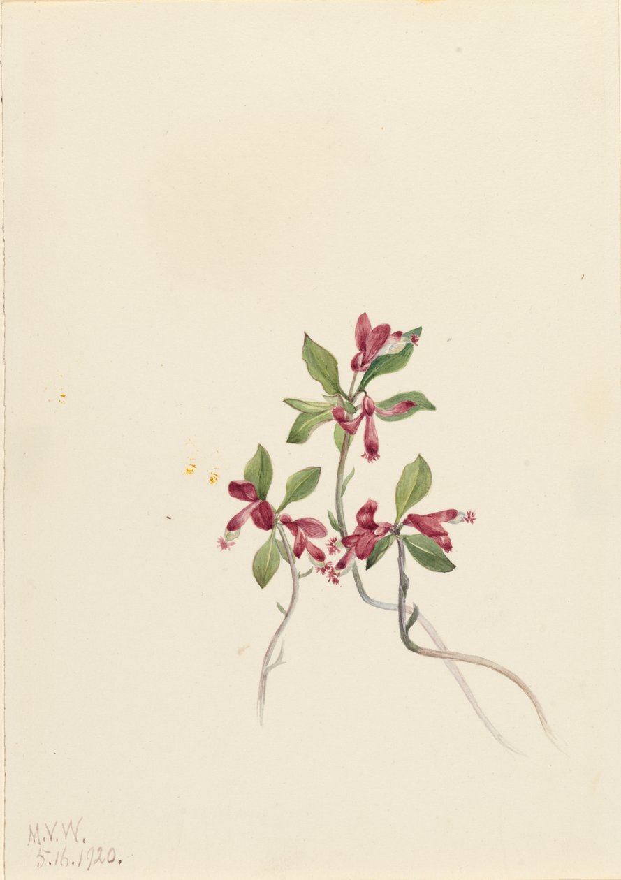 Frynset Polygala Polygala paucifolia, 1920. af Mary Vaux Walcott