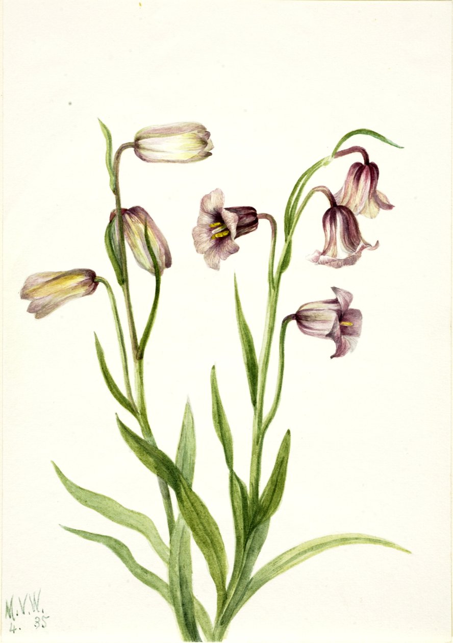 Fritillary Fritillaria biflora, 1935. af Mary Vaux Walcott