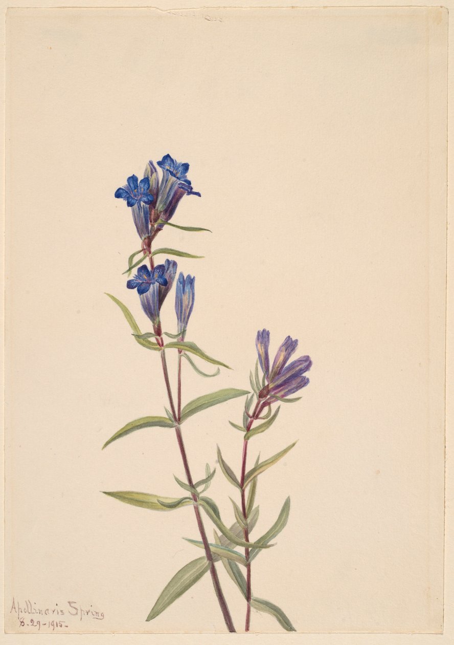Ensian (Gentiana affinis) af Mary Vaux Walcott