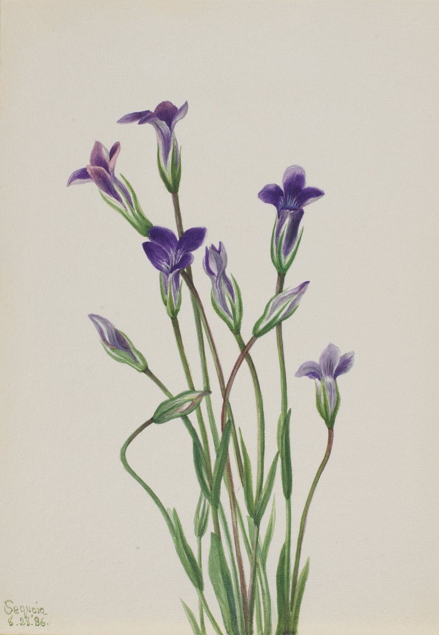 Ensian (Gentiana holopetala) af Mary Vaux Walcott