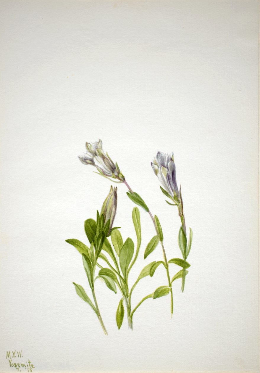 Gentian Gentiana newberry, 1938. af Mary Vaux Walcott