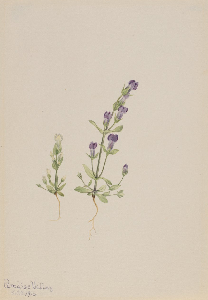 Gentiana propingua af Mary Vaux Walcott