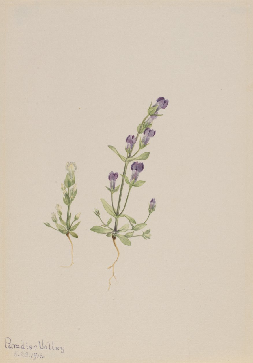 Gentiana propingua, 1916. af Mary Vaux Walcott