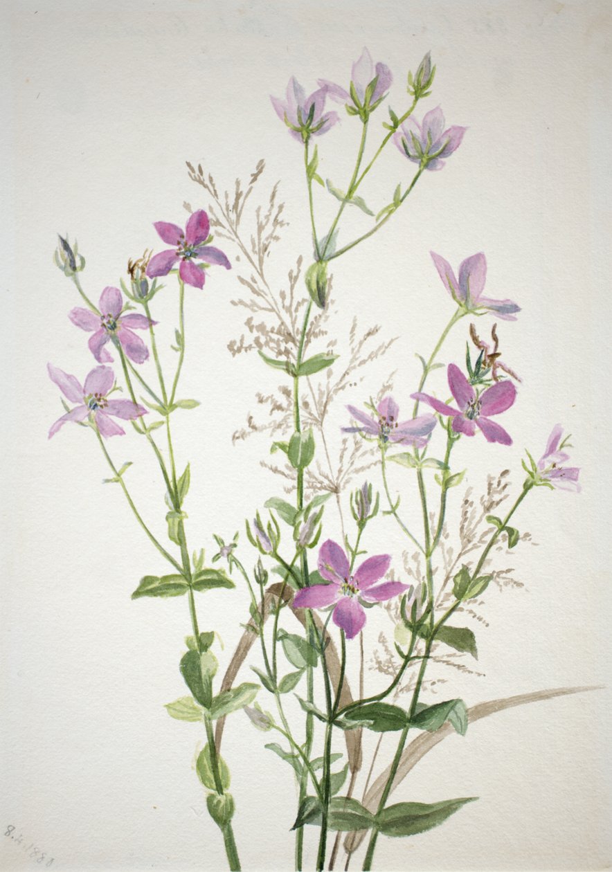 Gentianacease sabbalia angularis, 1880. af Mary Vaux Walcott