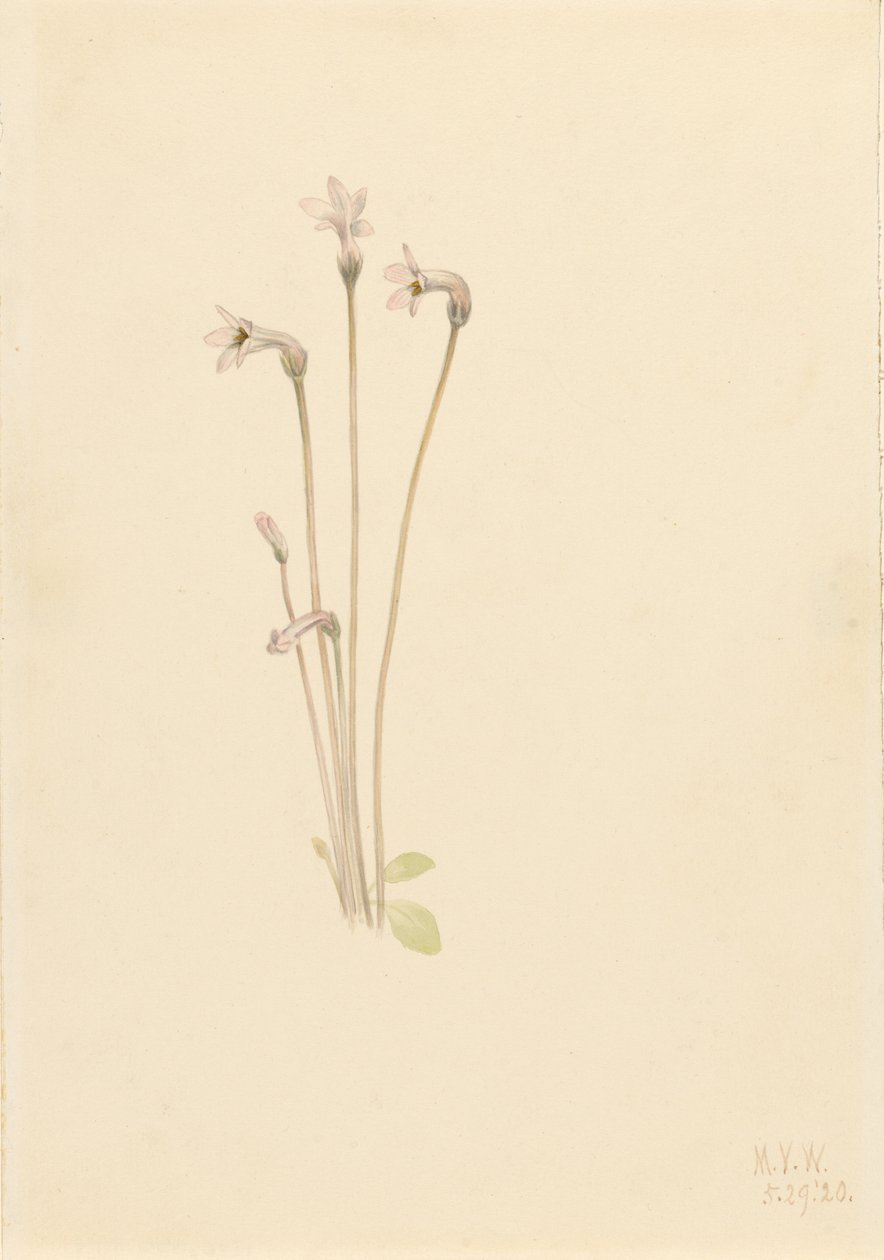 Spøgelsespibe (Thalesia uniflora) af Mary Vaux Walcott