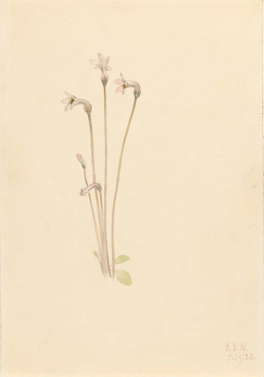 Ghostpipe Thalesia uniflora, 1920. af Mary Vaux Walcott