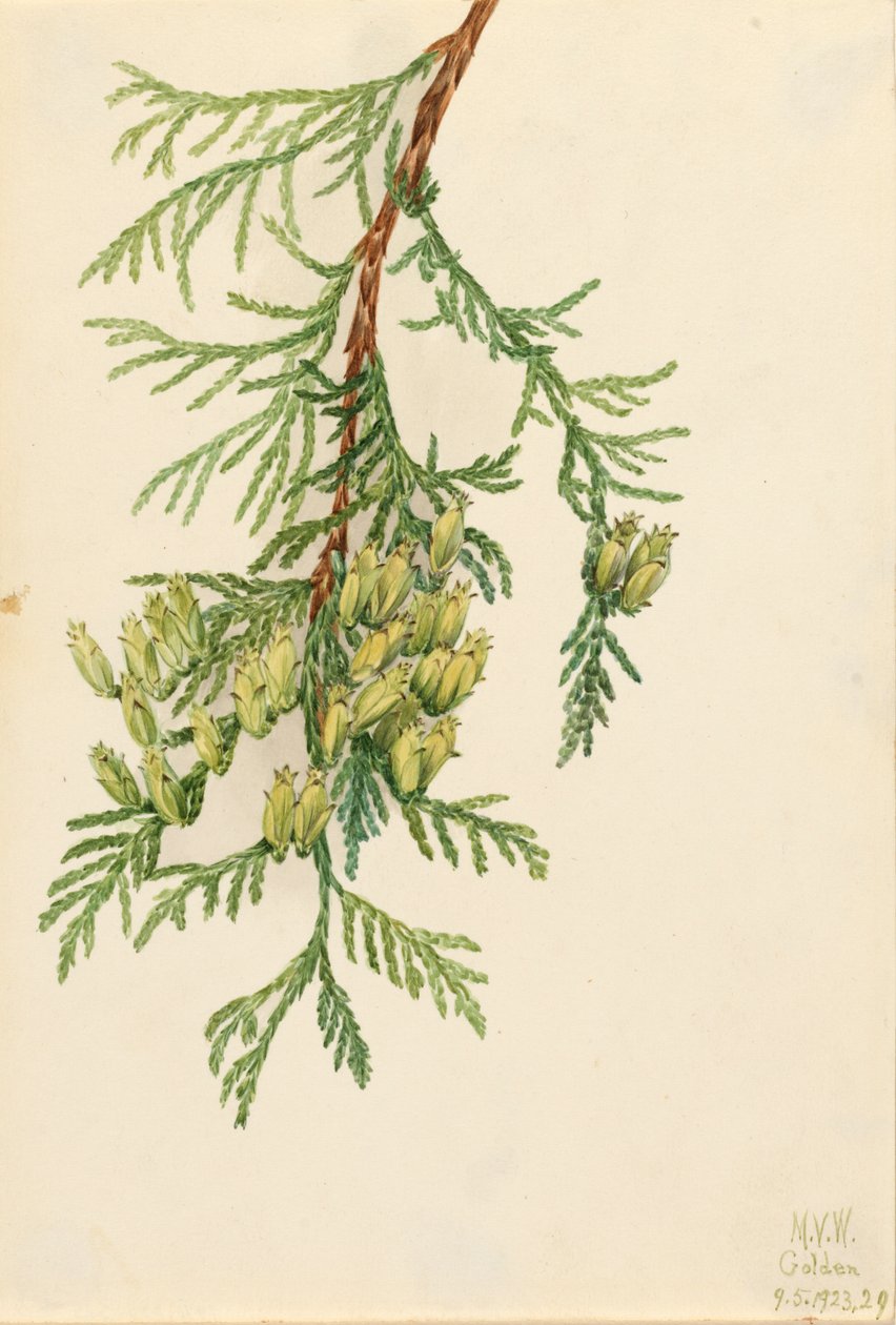 Giant Arborvitae Thuja plicata, 1923. af Mary Vaux Walcott
