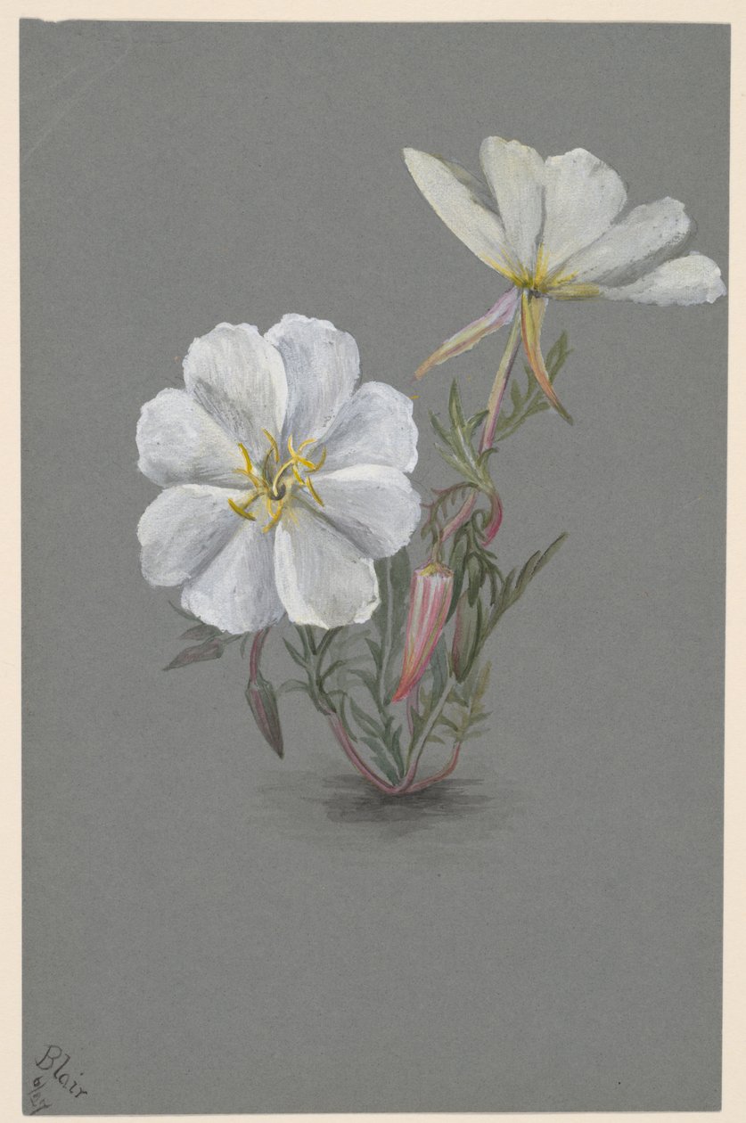 Kæmpe Helleborine Epipactis gigantea, ca. 1880. af Mary Vaux Walcott