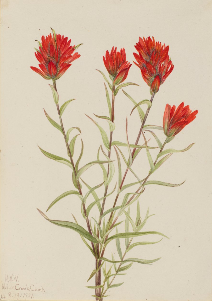 Kæmpe rød pensel (Castilleja miniata) af Mary Vaux Walcott