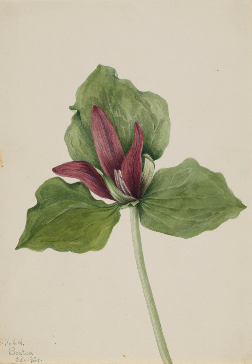 Kæmpe trillium (Trillium chloropetalum) af Mary Vaux Walcott