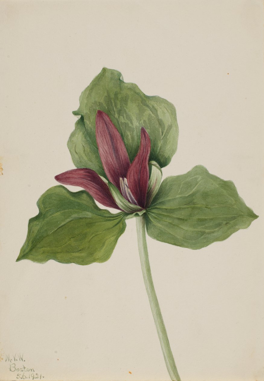Kæmpe Trillium Trillium chloropetalum, 1921. af Mary Vaux Walcott