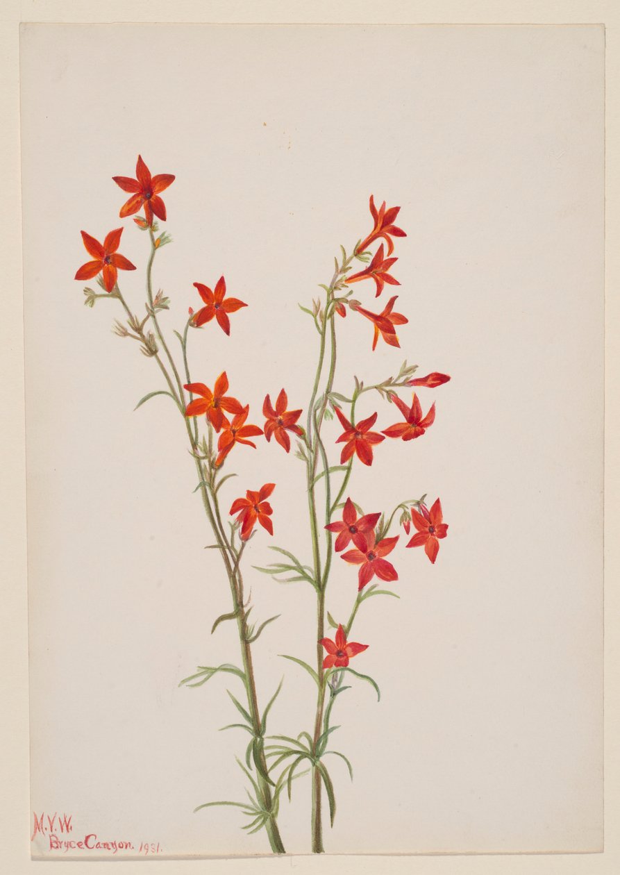Gilia arizonica af Mary Vaux Walcott