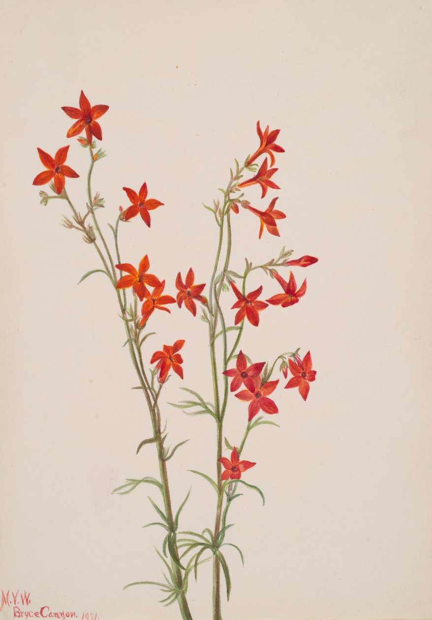Gilia arizonica, 1931. af Mary Vaux Walcott