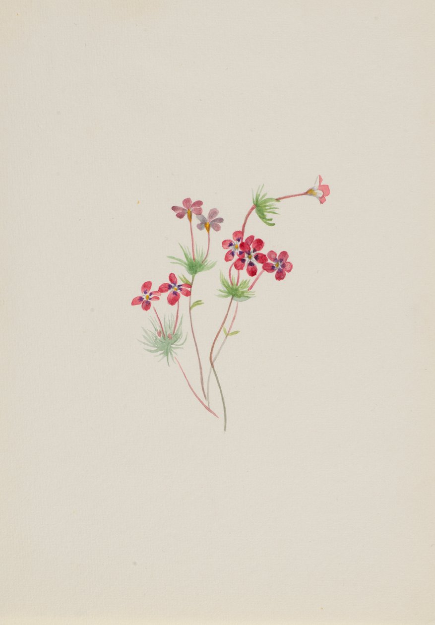 Gilia linanthus parviflorus af Mary Vaux Walcott