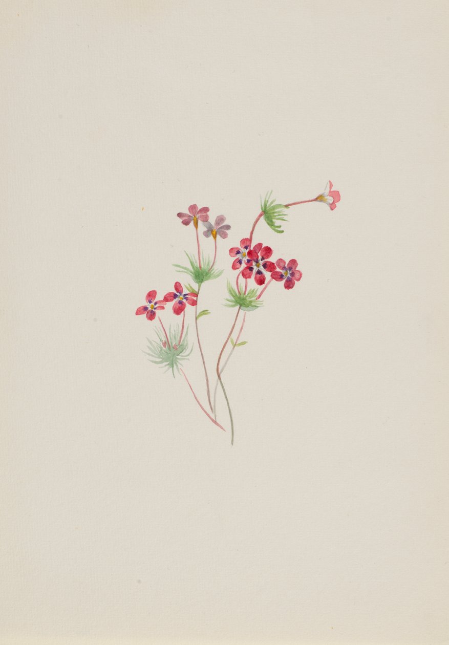 Gilia linanthus parviflorus, ca. 1900-1930. af Mary Vaux Walcott