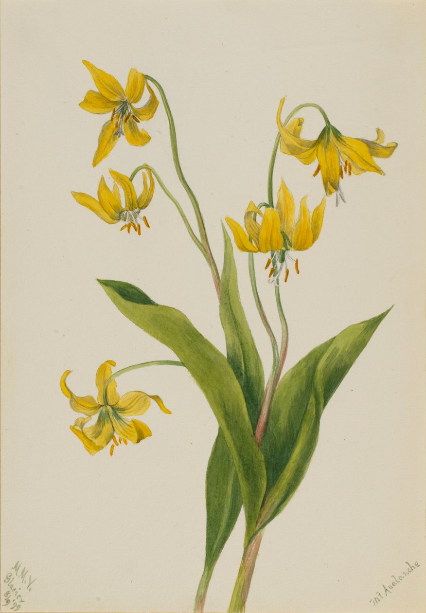 Gletscherlilje (Erythronium grandiflorum) af Mary Vaux Walcott
