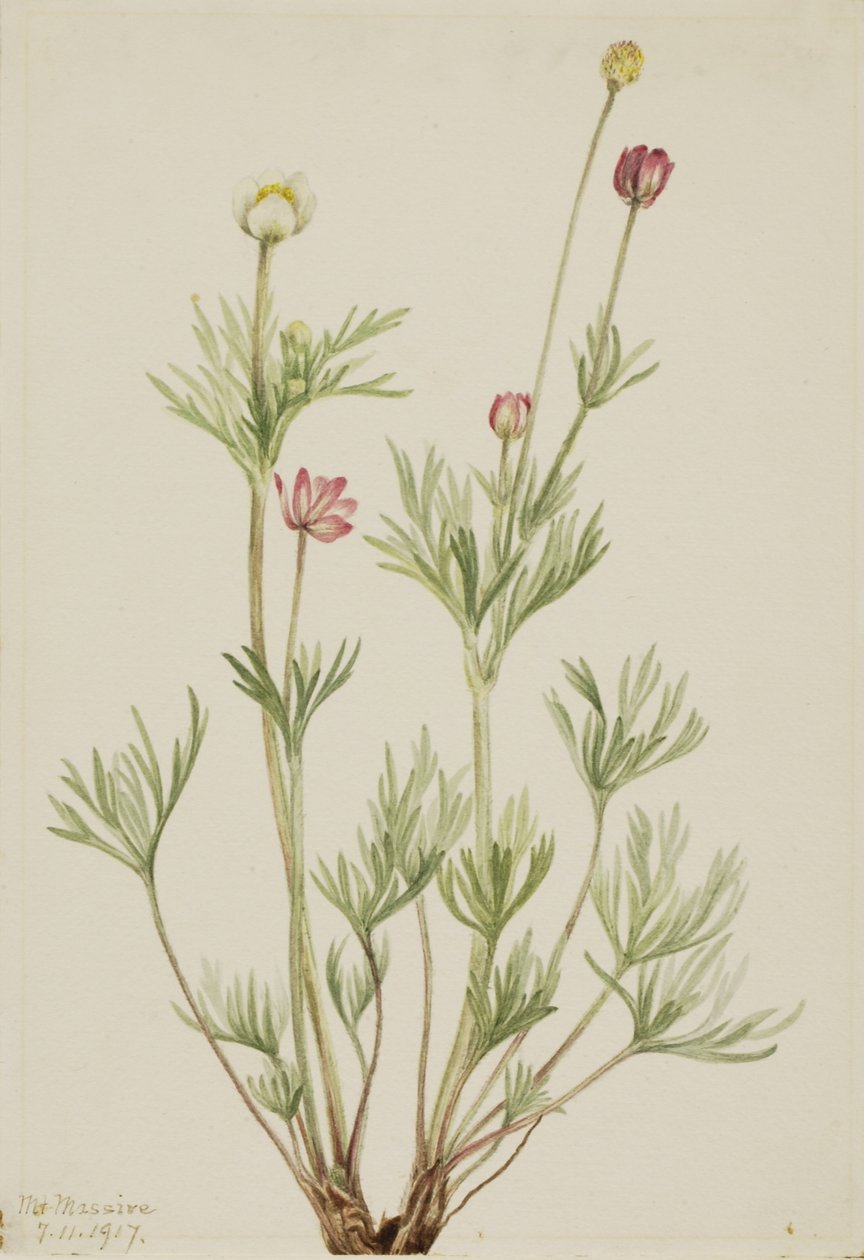 Globusanemone (Anemone globosa) af Mary Vaux Walcott