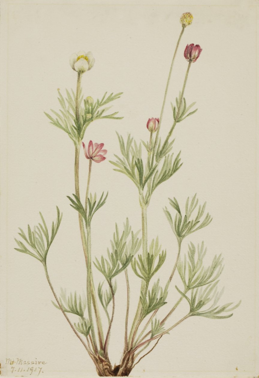 Globe Anemone Anemone globosa, 1917. af Mary Vaux Walcott