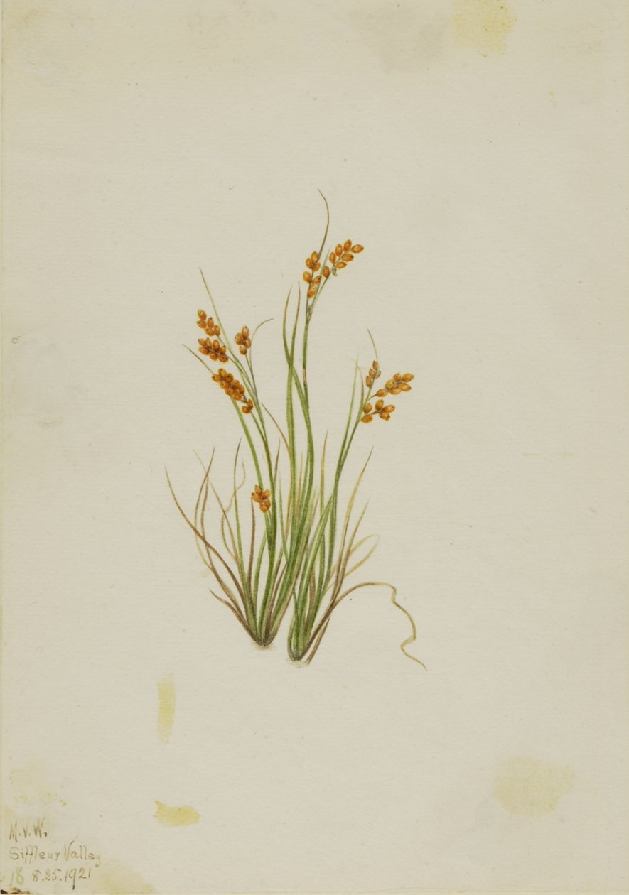 Gyldenris (Carex aurea) af Mary Vaux Walcott