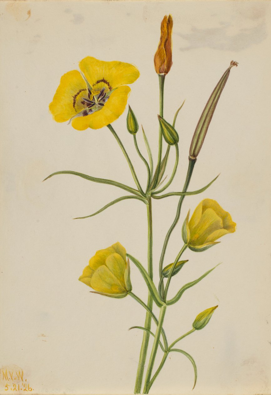 Goldenbowl Mariposa (Calochortus claratus) af Mary Vaux Walcott